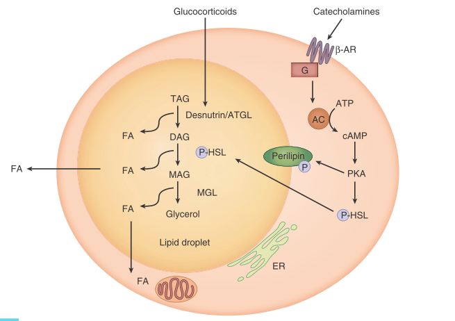 medsupernotes's tweet photo. Regulation Of Lipolysis Within Adipocytes

Get more notes at https://t.co/x1M97BpJ3F
#medicine #medicallife #doctors #medicalschool #surgerynotes #medicamnemonics #medicalsupernotes #fmge #nursingnotes https://t.co/9BgGffdfYU