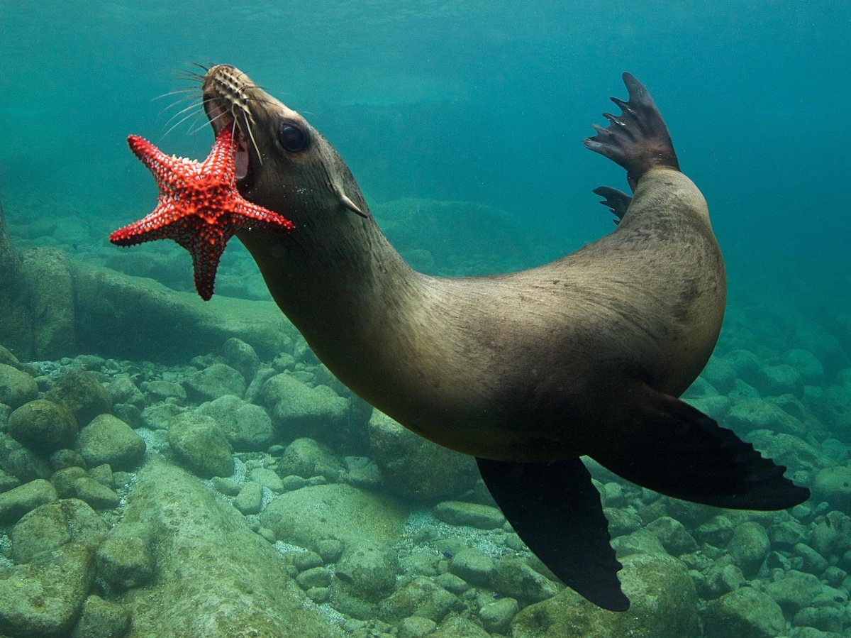 Обитатели моря. Мурена Занзибар. Морские обитатели. Морской. Водные животные.