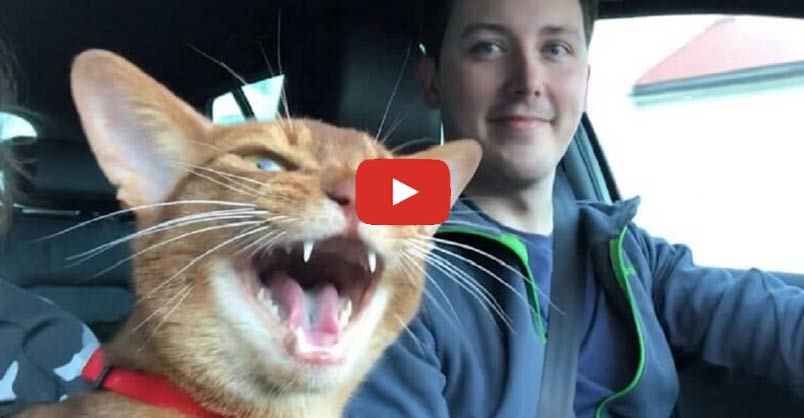 Animation_Press's tweet image. If You're Happy and You Know It, Then Say Meow! Join in a special moment when a couple's kitty decides to sing along with them! CLICK to watch &amp;gt; bit.ly/2VdrtUv?utm_ca…