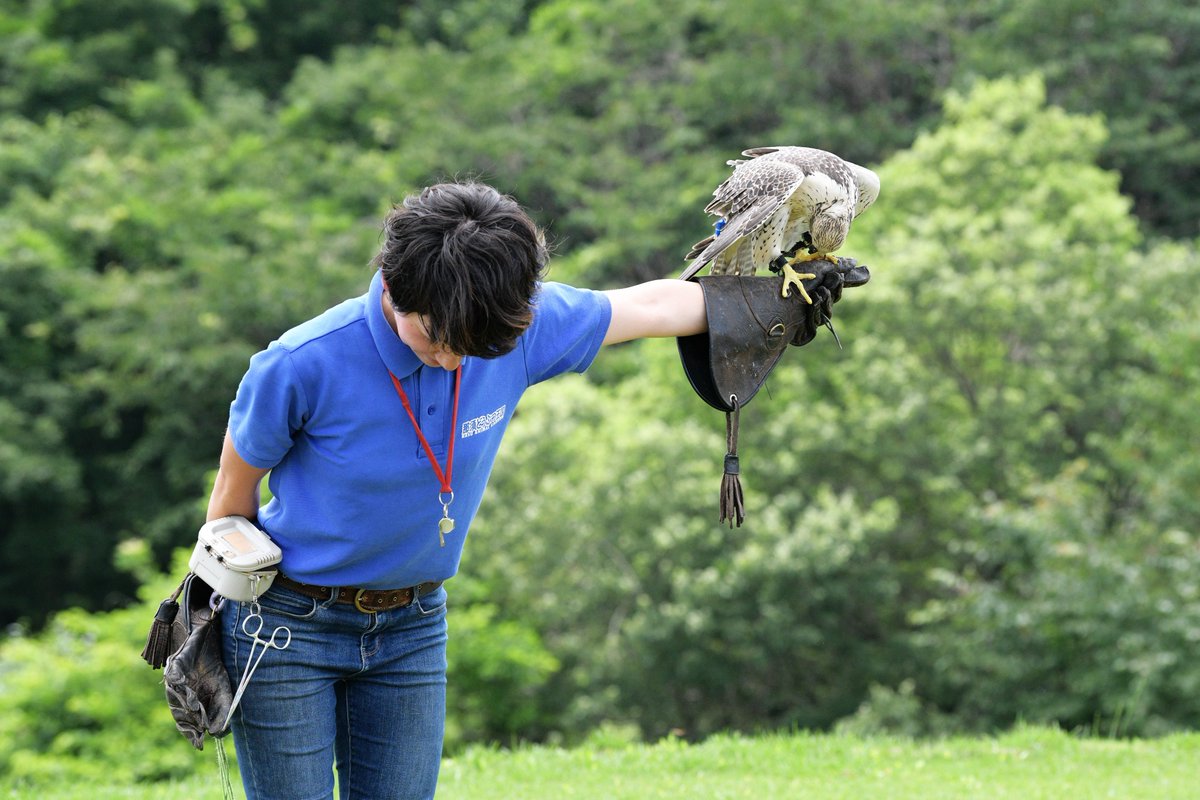 空白寺 Sur Twitter バードショーのハヤブサがかわいい お姉さんと一緒におじぎする 那須どうぶつ王国