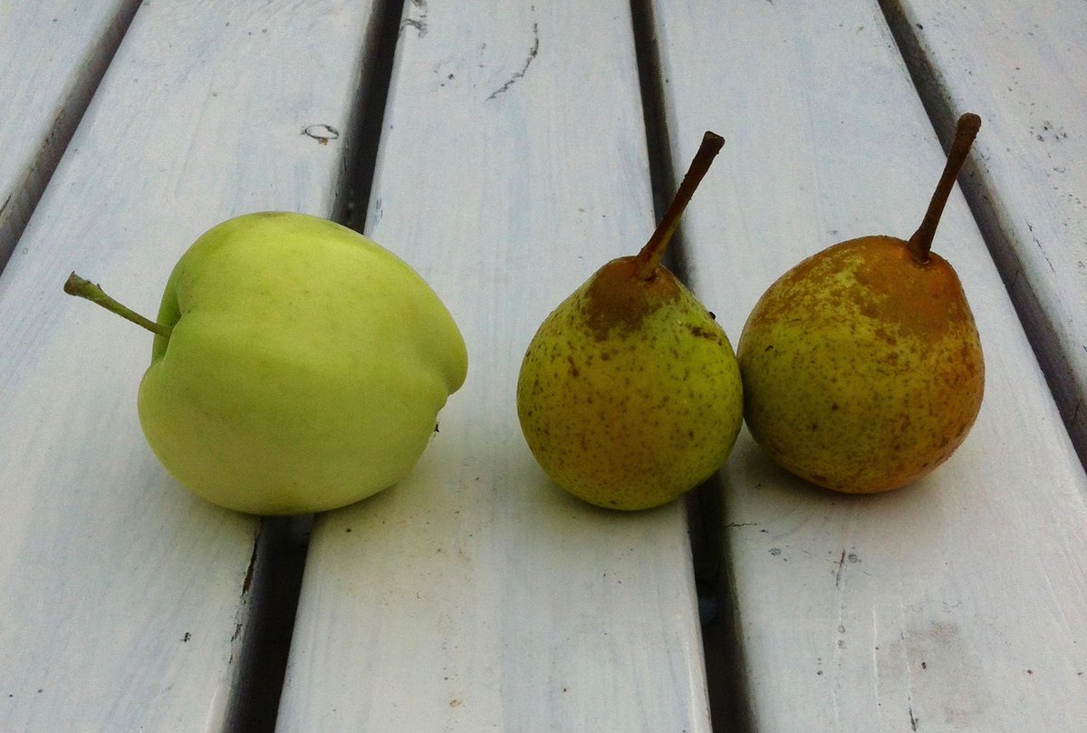 yellow en suikerpeer #nurijp