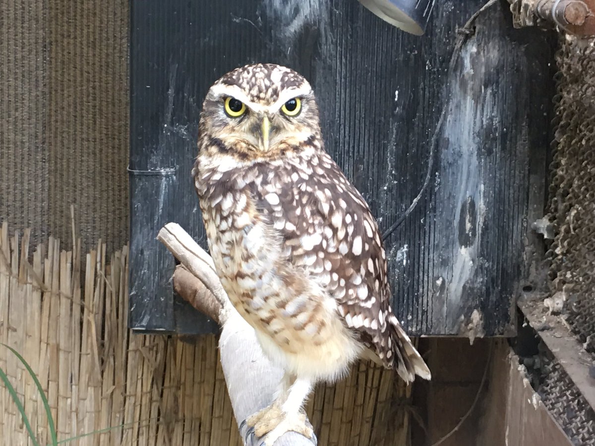 Zooライダー 大宮のアナホリフクロウ ケーナちゃんは高知 のいち動物公園出身 ともにハイエナで有名な両園 いつかハイエナでも接点ができるかな アナホリフクロウ 大宮公園小動物園