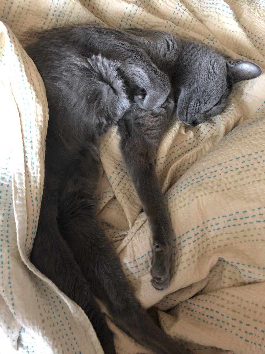 어제 여름이 검사 결과가 당장 입원해야 할 정도로좋지 않다. 매주 병원 다닌 기간 5개월. 앞으로는 주 2회 가기로 하고, 입원은 다음 주에 결정하기로 했다. 투병 초기부터 여름이를 최대한 오래 붙잡아두기보다 일상적인 삶 유지를 우선시하겠다고 결심했지만, 결정은 늘 어렵다.