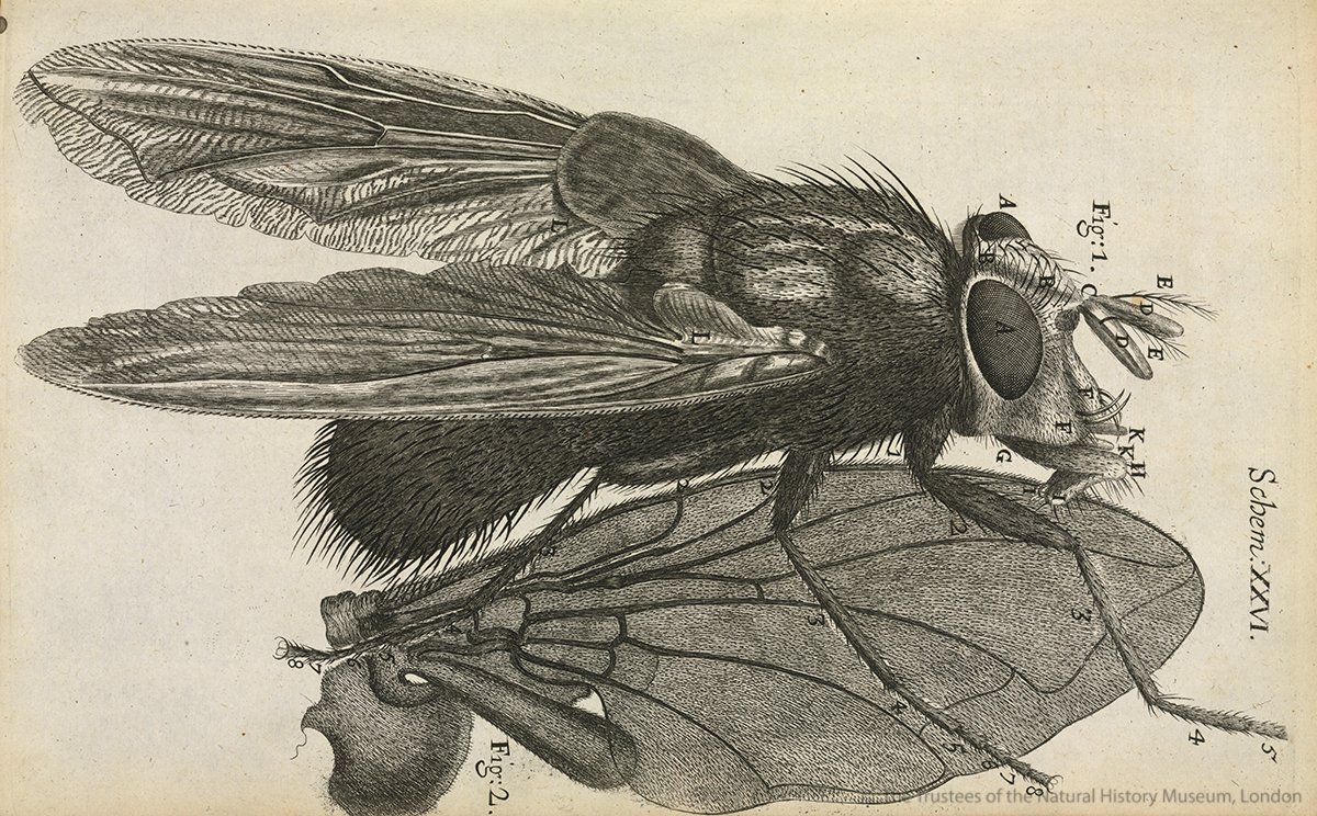 Robert Hooke, who demonstrated the power of the microscope in ...