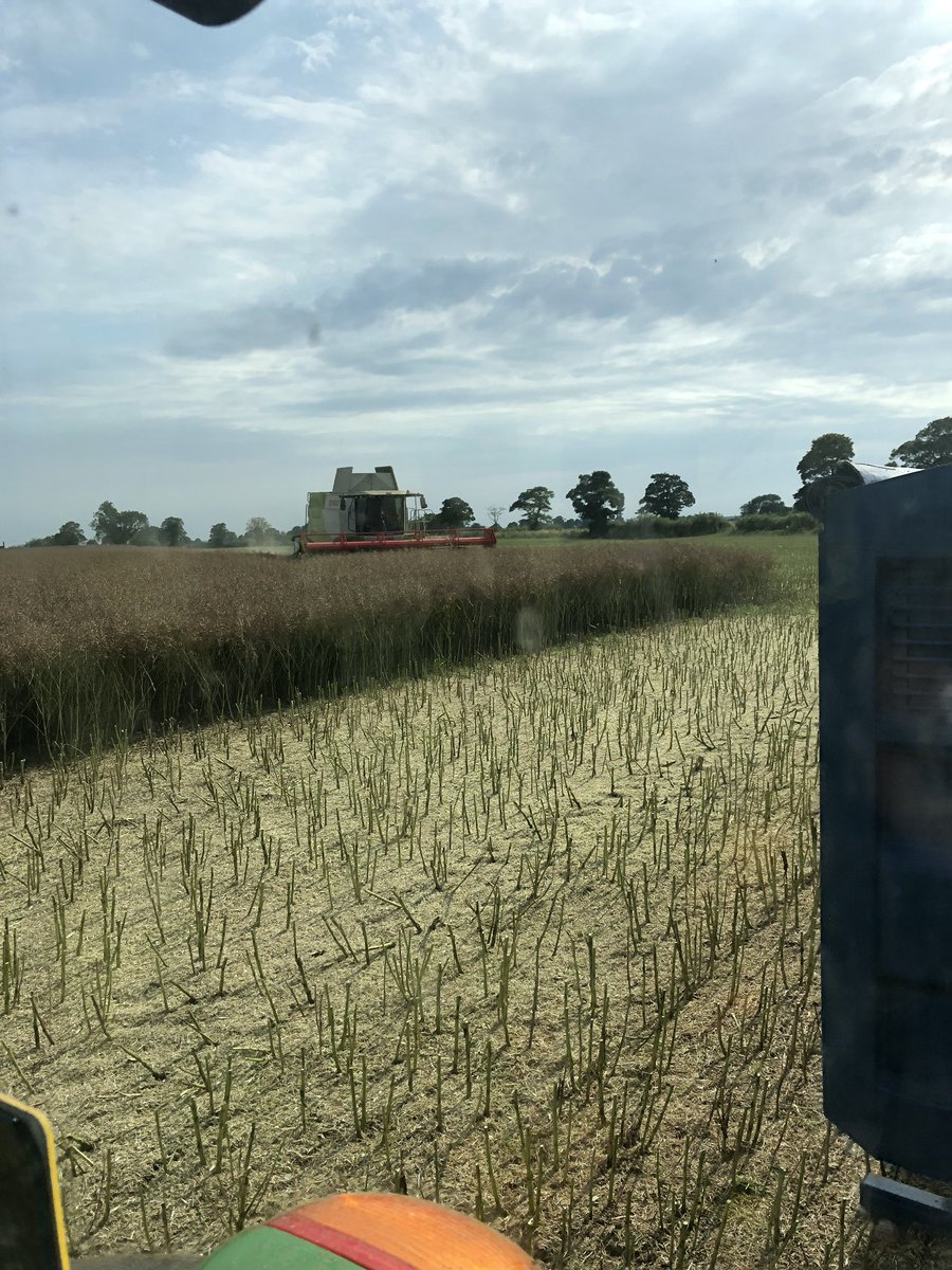 Direct cutting OSR on Thursday. No glyphosate or any desiccant. Don’t think I would dare do this to whole acreage but certainly worked well this year on over 50% of ours