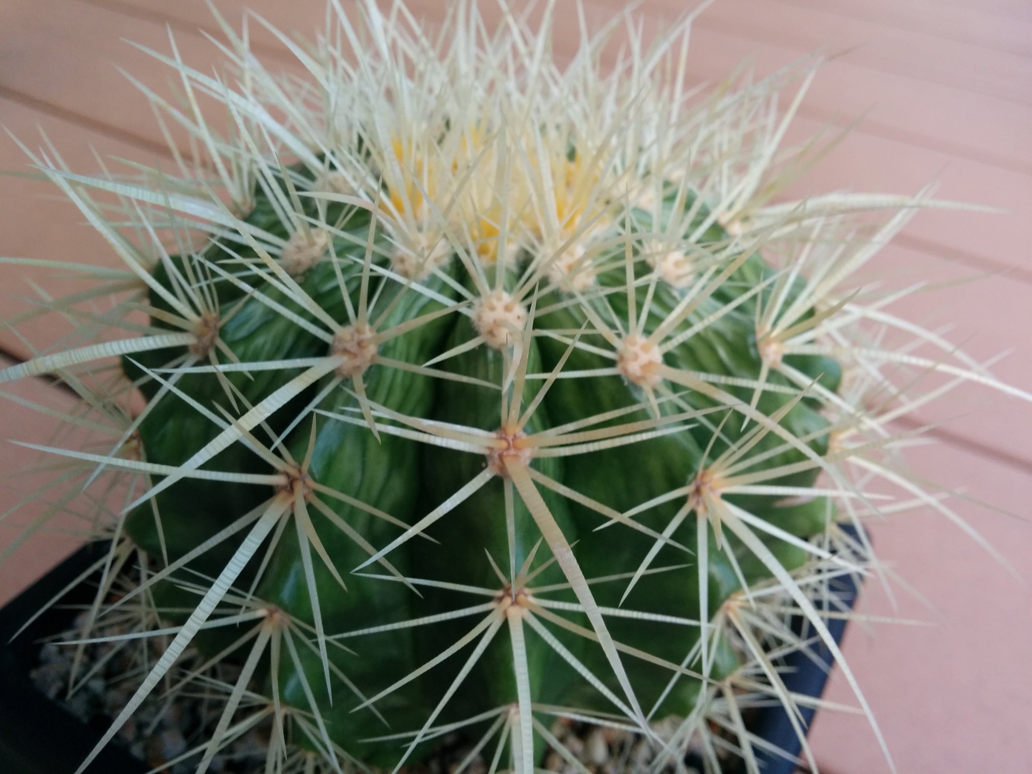 Sabo Taniq 日焼け 身割れした金鯱 やってもうた 身割れってこういうことなんですね