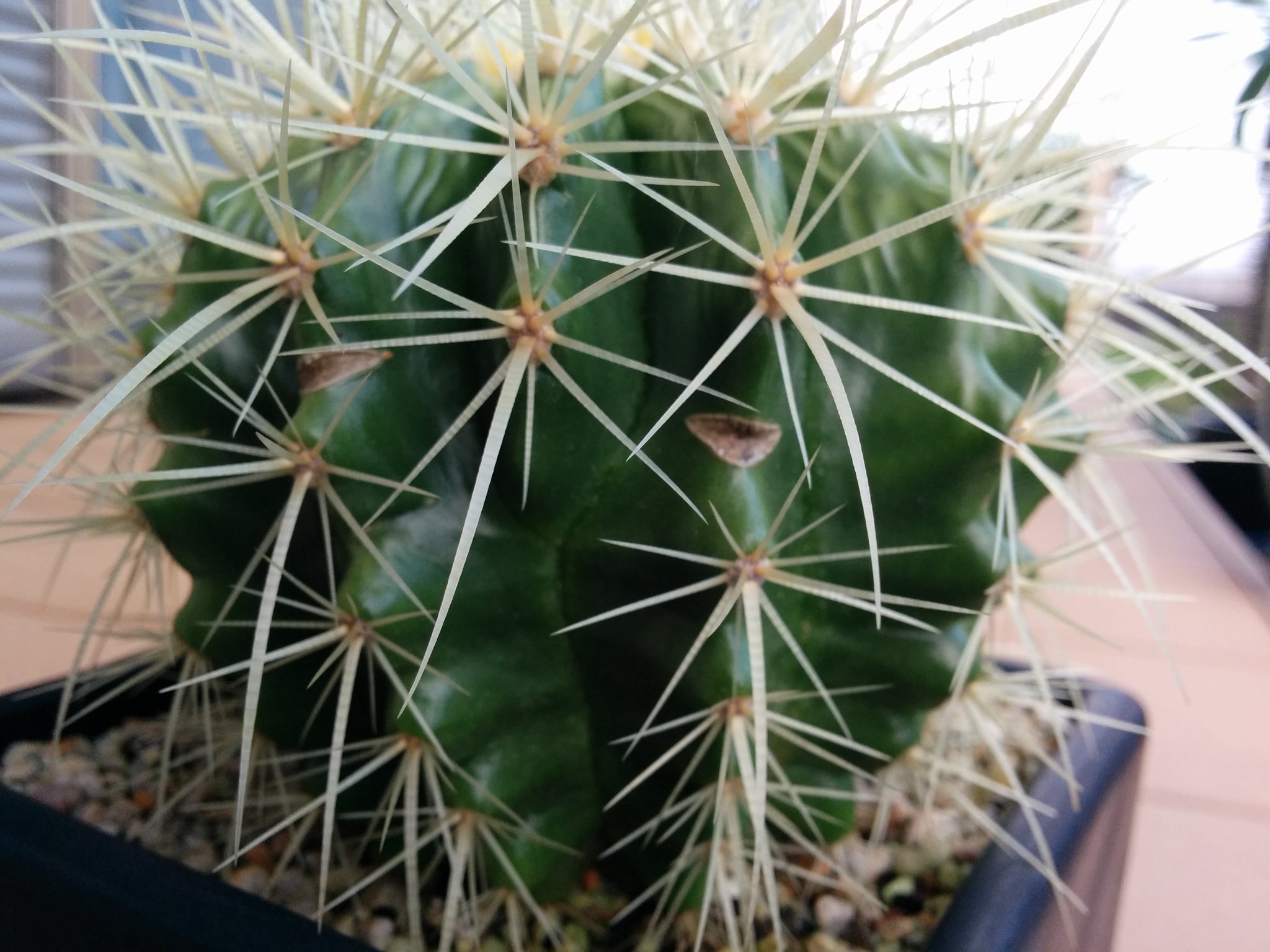 Sabo Taniq 日焼け 身割れした金鯱 やってもうた 身割れってこういうことなんですね