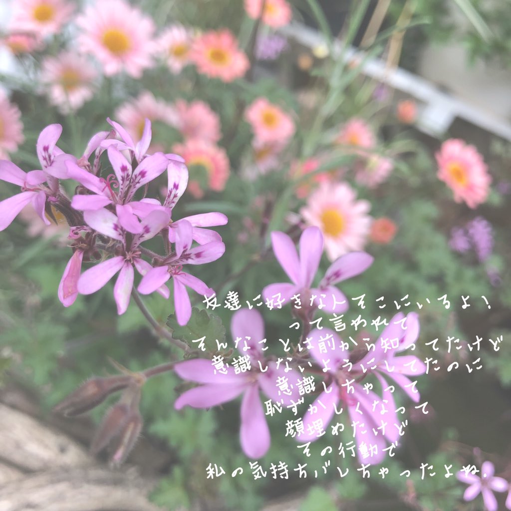 Flower Flower Natsu Twitter