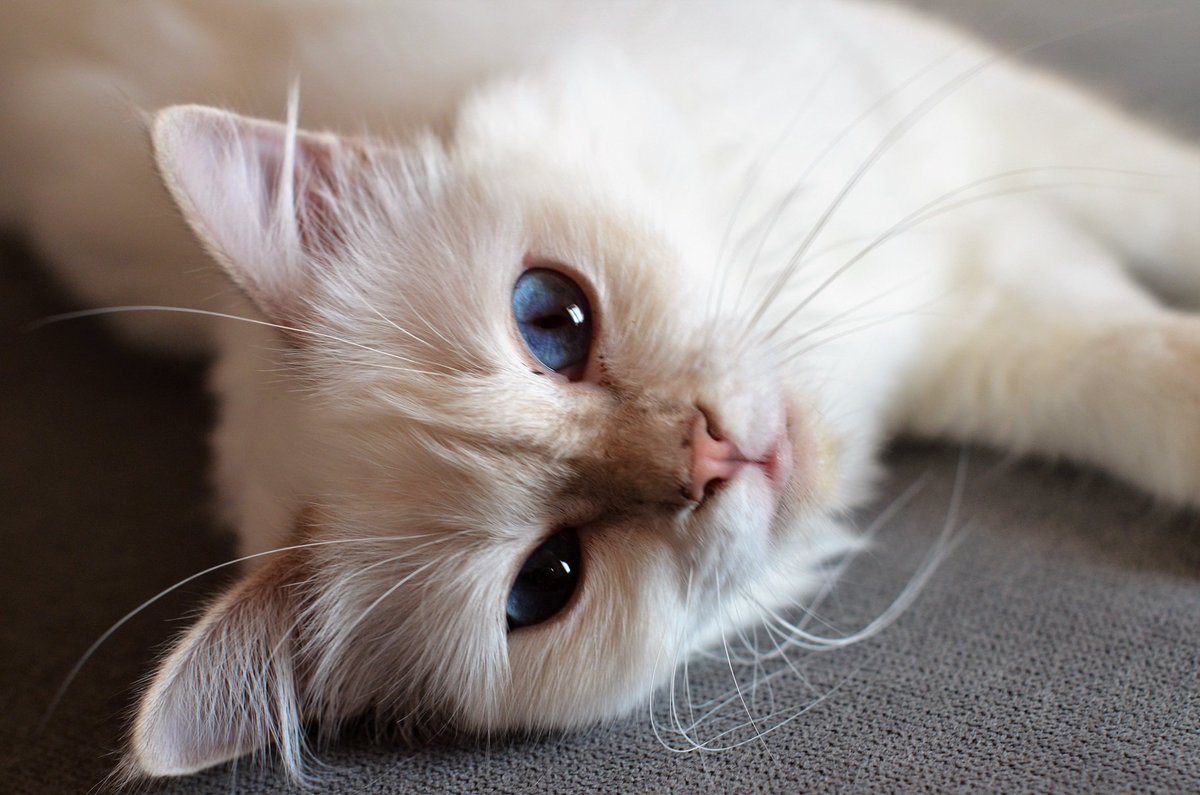 Good morning😘
#birmancattery #catsoftheday