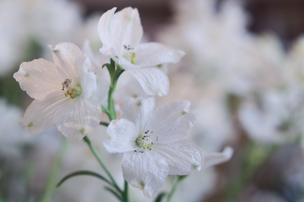 Tocolier トコリエ Twitterissa 7月の花紹介 デルフィニウム スーパーシルキーホワイト デルフィニウム は透き通るような薄い花びらがとても魅力的ですが スーパーシルキーホワイトはまさに 純白 というような混じりけのない白が美しい花でした T Co