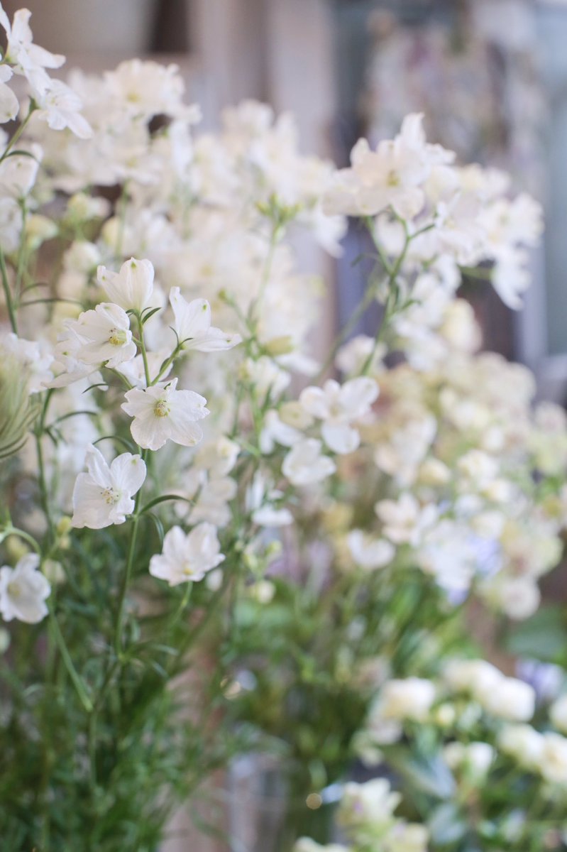 Tocolier トコリエ 7月の花紹介 デルフィニウム スーパーシルキーホワイト デルフィニウム は透き通るような薄い花びらがとても魅力的ですが スーパーシルキーホワイトはまさに 純白 というような混じりけのない白が美しい花でした T Co