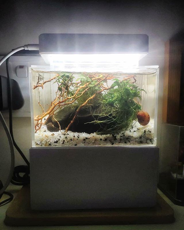 world's smallest aquarium with sump