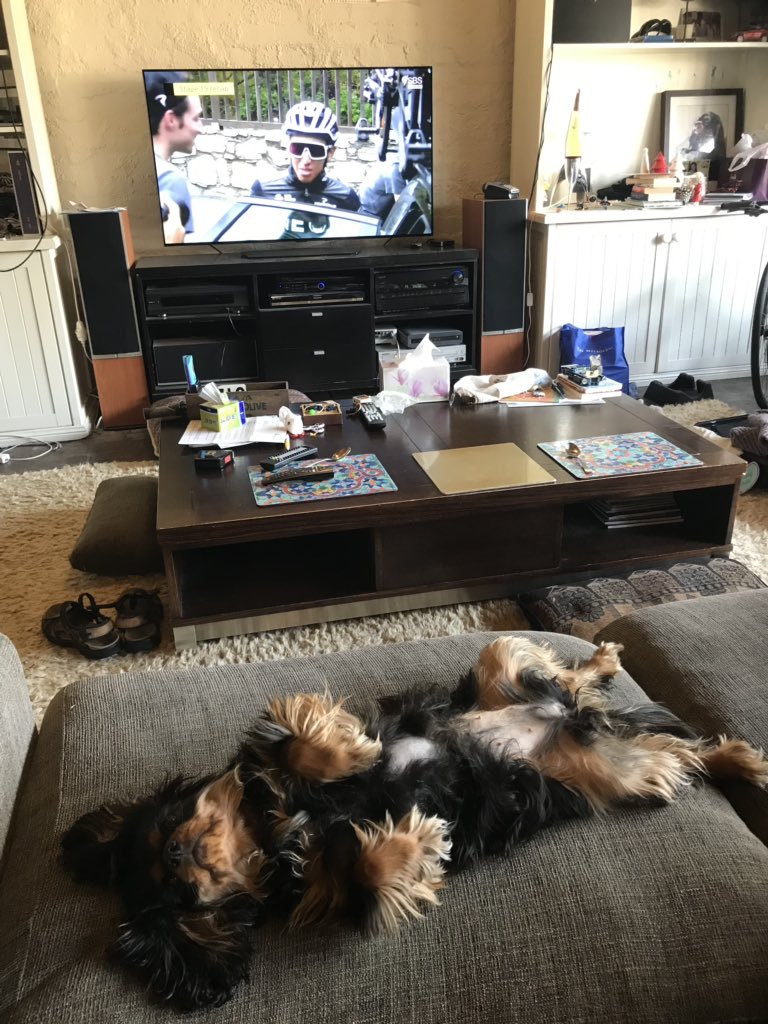 trafficlaws's tweet image. All this mountain climbing is making me exhausted. #dogtour