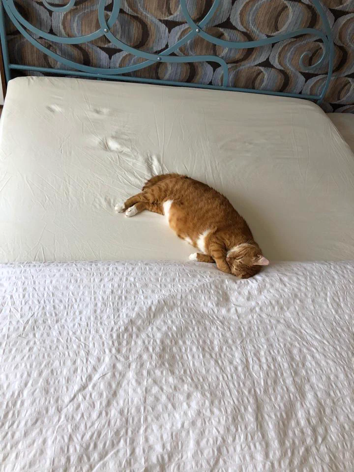 力尽きとるｗｗｗ左上からやってきた痕跡がはっきりと残っている猫ｗｗｗ