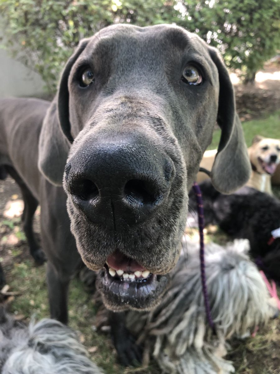 barknbarrel's tweet photo. Happy dogs are the best. They don’t need much. Just exercise, boundaries and love 
#dogs #happy #love https://t.co/LdsYixlJnG