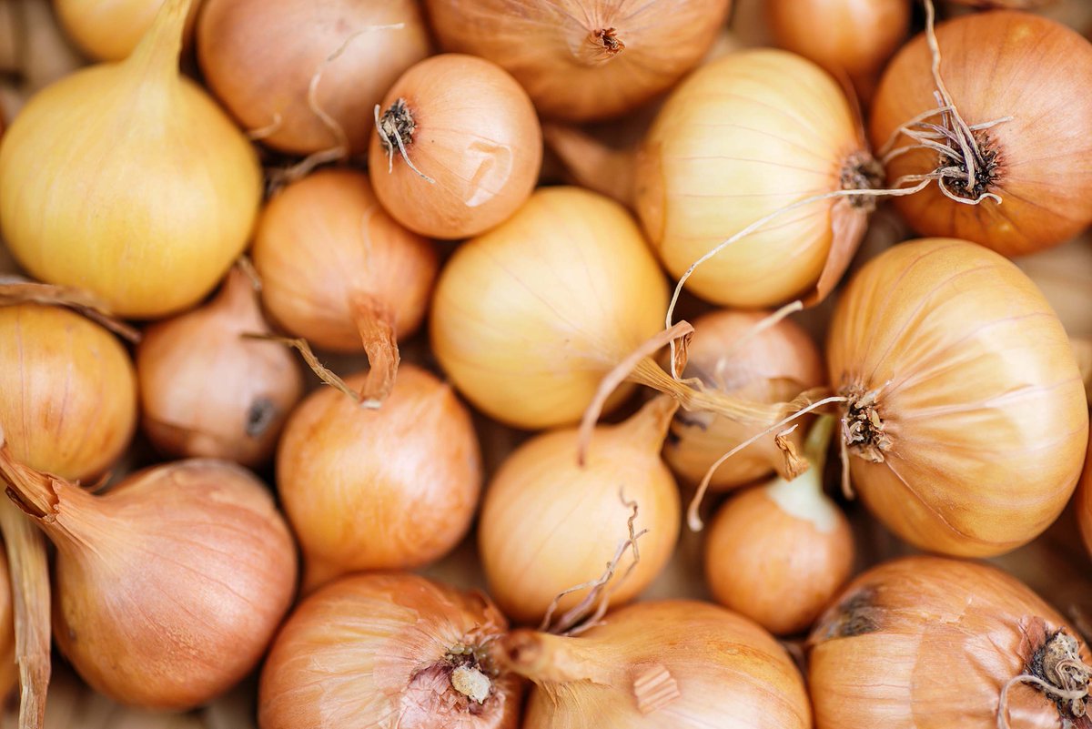 JerseyFreshNJDA's tweet photo. Saw an onion ring, so we answered it.
.
.
.
.
#JerseyFresh #InSeason #produce #producemadesimple
#freshoffthefarm #localfarm #vegetables #eatlocal
#supportlocal #onion #onionrings #vegetablepuns https://t.co/D2gEhJ6VdQ