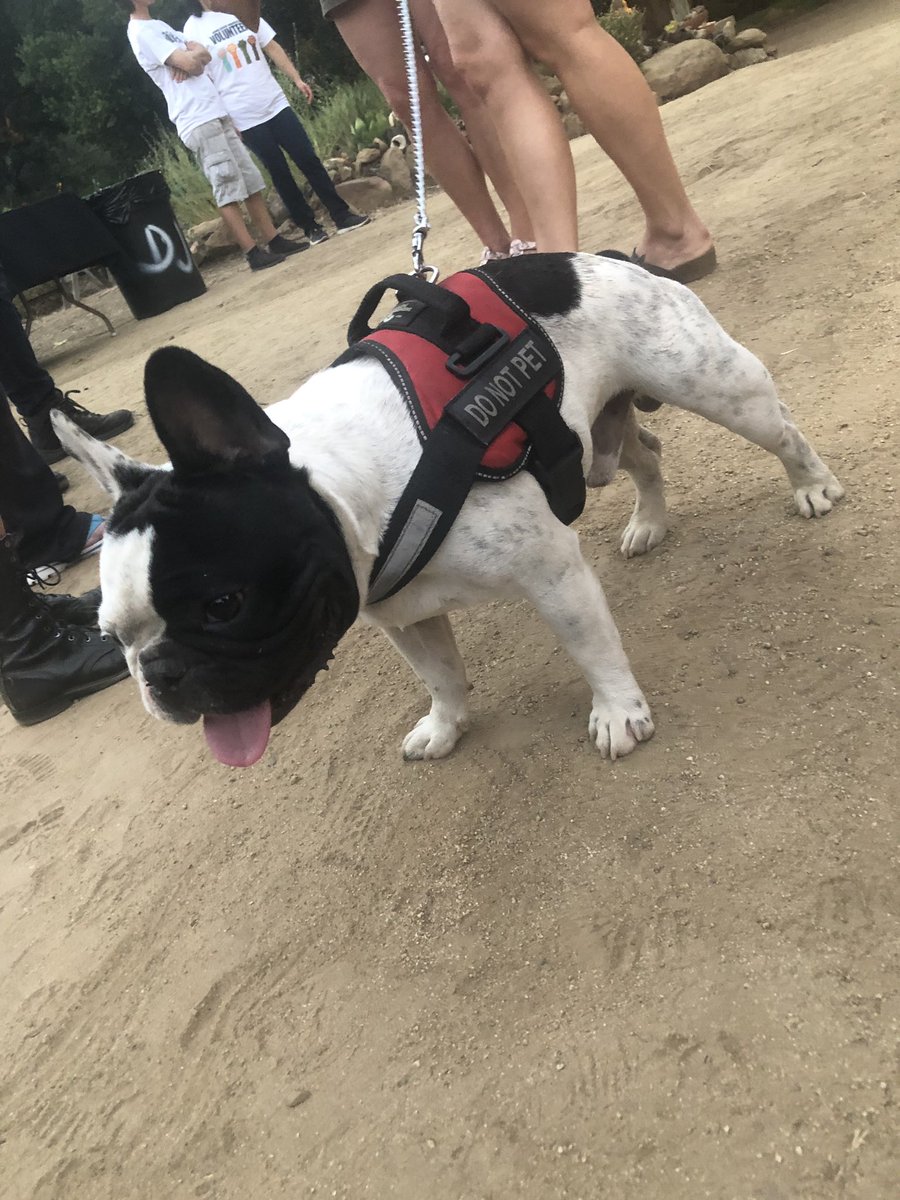 itsLotusLain's tweet photo. I pretty much fell in love w/ @NatashaStar69 ‘s dog 🐶 last night @viceisniceparty #viceisnice 😍🥰 https://t.co/y2KoyGfpLH