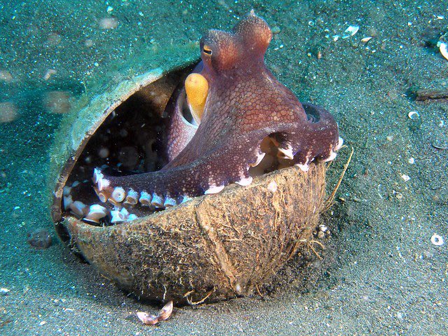 in the hawaiian creation myth, octopuses are the only creatures left over from a previous incarnation of earth and that’s why they’re so wise and resourceful