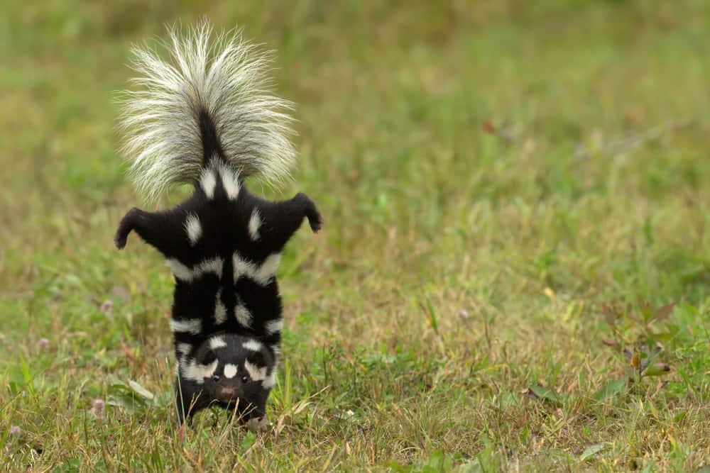 eastern spotted skunks do a lil handstand when they’re about to spray you