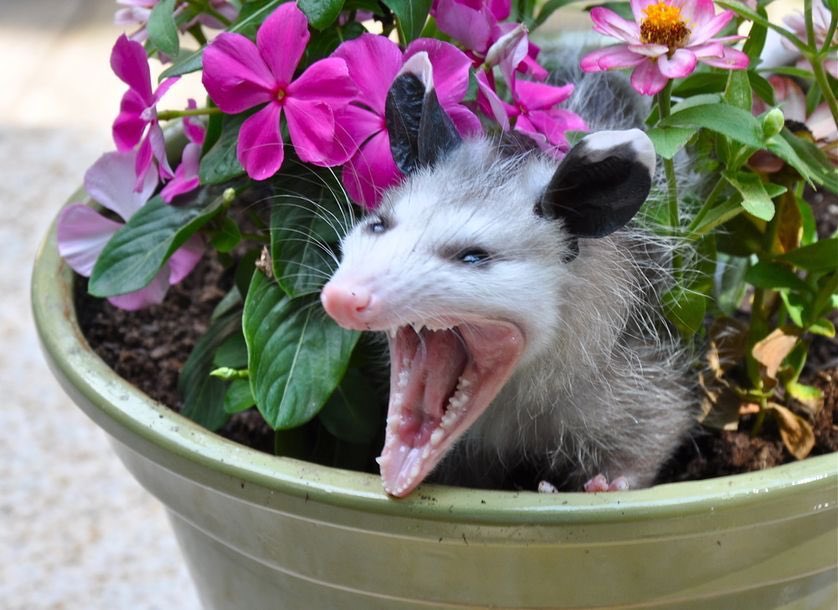 possums have too low of a body temperature to gestate the rabies virus but sometimes as a defense tactic they’ll foam at the mouth and pretend they have it