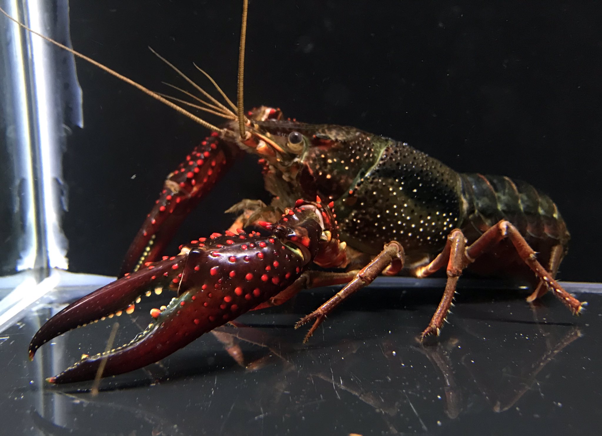 ট ইট র ペットショップパール 超弩級ワイルドアメリカザリガニメス セメント腺発達のtl14 0cm T Co Jwlkwyelxk ট ইট র