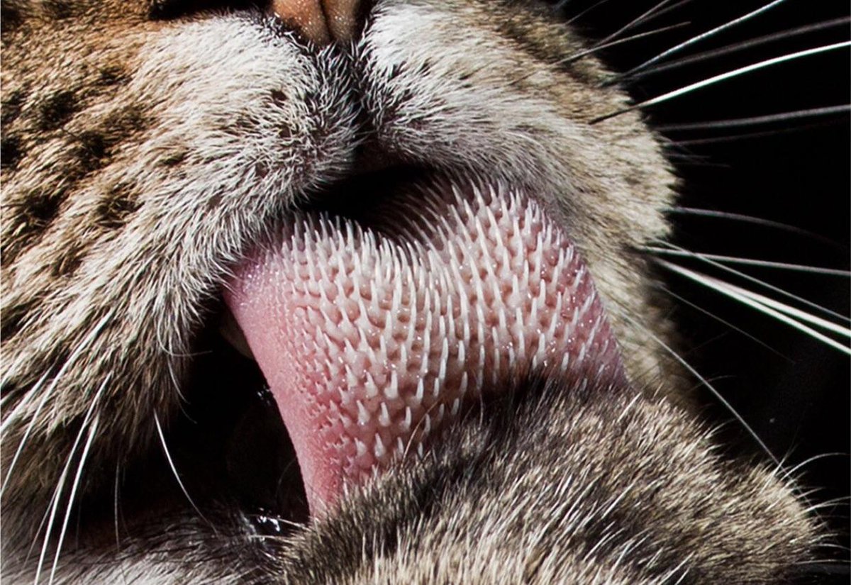 labeled cat tongue close up