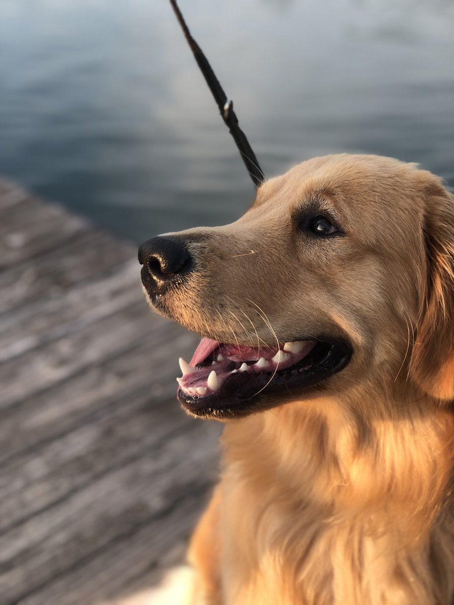 MalissaDillman's tweet image. #AVInTheAM #avtweeps meet Ferguson our new visitor. He is from the group we raised funds for during #infocomm19. We will be fostering him and working on his training so he can be someone’s assistant next year! #starincares part 2 lol