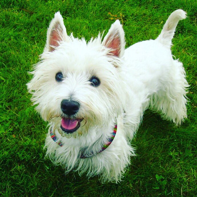 bregowesty's tweet photo. https://t.co/3s6aFD35Om  #westy #westie #westworld #westypuppy #westiepuppy #westyterrier #westyhighlandwhiteterrier #westydog https://t.co/sgaS8XFmwZ