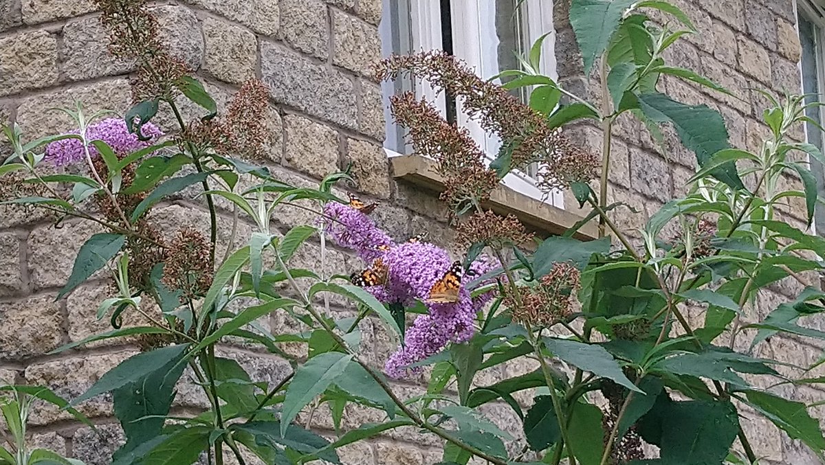 Currently have at least 12, probably nearer 20, beautiful #PaintedLadies in my garden! This is a very poor phone shot of 4 of them! Absolutely amazing, like being in a #butterfly house with them all flying about me #happy 😄
@BCeastscotland @EdinburghNats @LothianLoop @ELCrangers