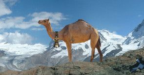 ThePerlShop's tweet image. RT @LondonPerl: Less than a month to go until this year's Swiss Perl Workshop in Olten: buff.ly/2MreoRA #perl #perl5 #perl6 #opensource #software #programming #spw2019