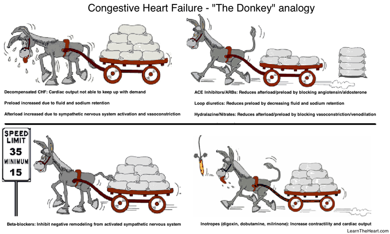 LearntheHeart's tweet photo. The Donkey Analogy for CHF Treatment

Learn CHF...the stubborn way!

Read here: https://t.co/UieRgdTm6O https://t.co/dk5L4B3dSc