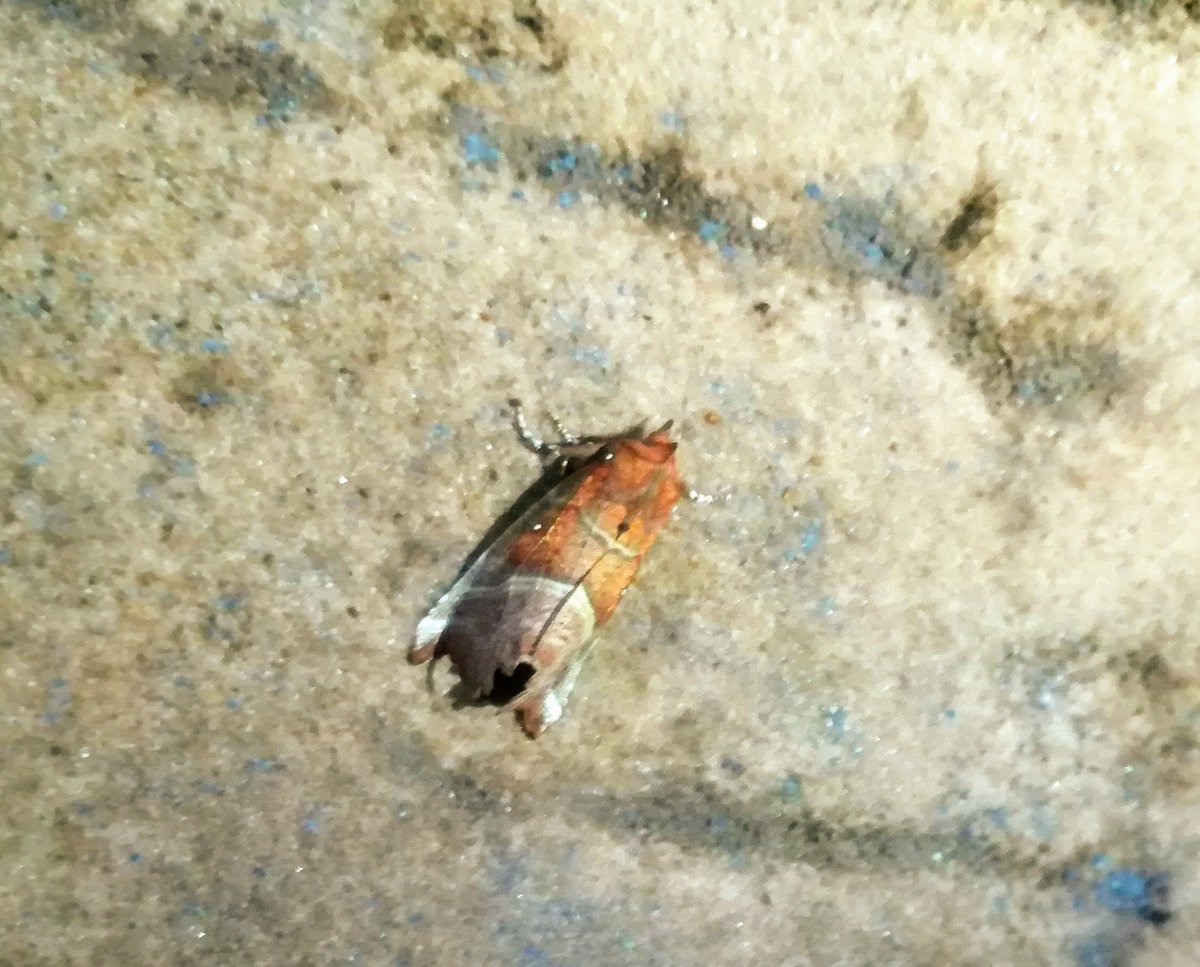 We've explored the Covesea Caves in all seasons &amp; recorded herald moths hibernating inside during winter &amp; spring. 

They're beautiful &amp; well camouflaged! If you explore caves, be conscious of potential moth friends &amp; record them. 🦋

podcasts.apple.com/gb/podcast/sto…

<a href="/Britnatureguide/">The British Nature Guide</a>