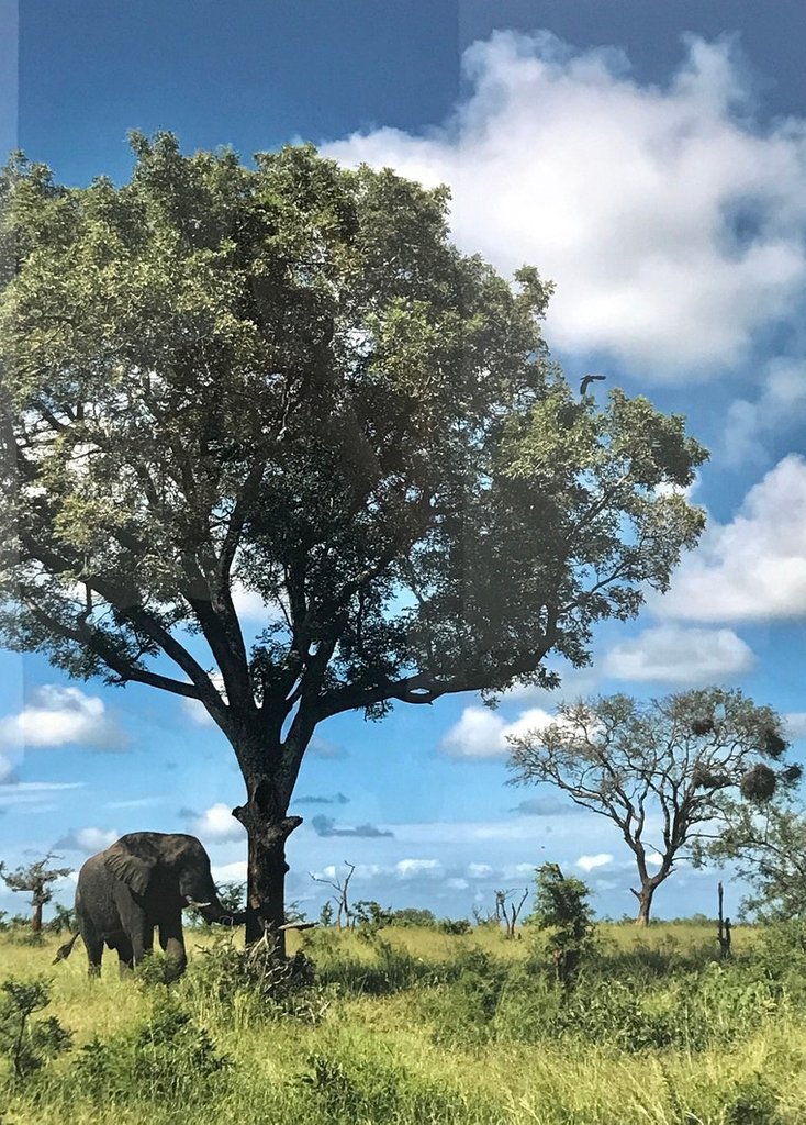 William Escalera and Francisco George’s Auction Pick of the Day - "Resting With Elephants" by Lynne Deutch

Visit here to view and bid: paddle8.com/auction/laaa

#art #losnagelesart #artist #losangelesartist #artauction #laaa
