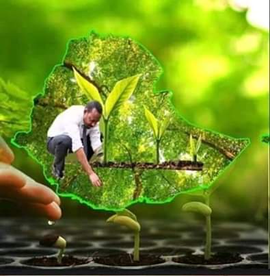 Yusuf Mohammed (@yusufmo79063780) on Twitter photo Ethiopia’s national development program encourages sustainable biodiversity and climate-resilient green economic growth. #Green_Legacy #500_Million__Saplings <a href="/AsstSecStateAF/">Bureau of African Affairs</a> <a href="/EUSR_Weber/">Annette Weber</a> <a href="/JosepBorrellF/">Josep Borrell Fontelles</a> <a href="/StateDept/">Department of State</a> <a href="/FCDOGovUK/">Foreign, Commonwealth & Development Office</a> n Ethiopia’s national development program encourages sustainable biodiversity and climate-resilient green economic growth. #Green_Legacy #500_Million__Saplings <a href="/AsstSecStateAF/">Bureau of African Affairs</a> <a href="/EUSR_Weber/">Annette Weber</a> <a href="/JosepBorrellF/">Josep Borrell Fontelles</a> <a href="/StateDept/">Department of State</a> <a href="/FCDOGovUK/">Foreign, Commonwealth & Development Office</a> n