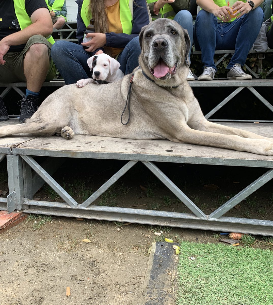 💥💥💥💥💥
Schattigste koppel 
van het plein! 
💥💥💥💥💥

#GF19 #BATASTUNT