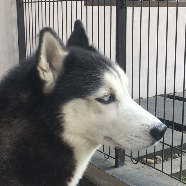 andi_hadinoto's tweet photo. #HuskyWisdom “Stay away from negative people, they have problems for every solution”
.
#SiberianHusky #SiberianHuskies
#husky #huskies #huskygram
#doglovers #dogs #PlayingWithDog #FunWithDog #PawFriend
#Sunday #weekend https://t.co/GxiUrXQKFA https://t.co/InDqiW8Jvh