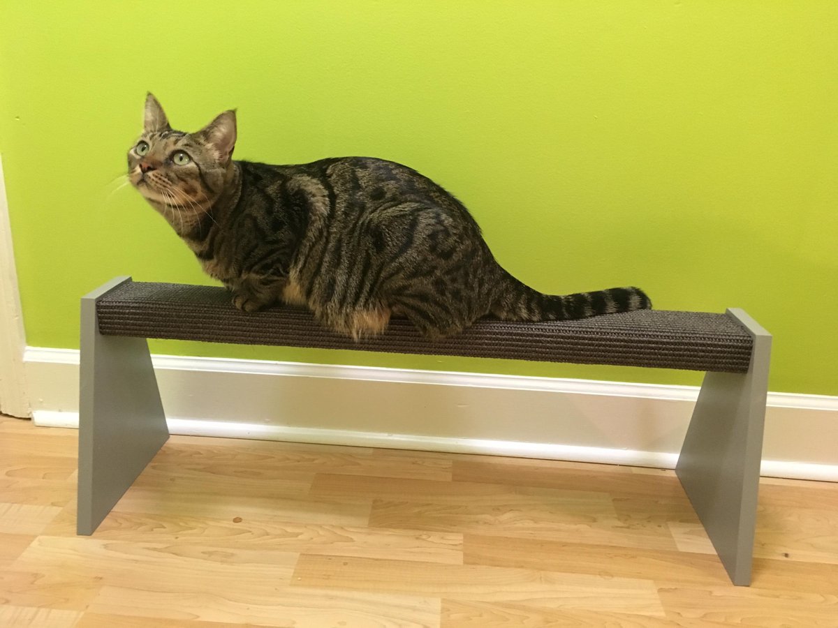 FundmntlyFeline's tweet image. NEW! Balance beams now available in color choices! Tonka is modeling our new grey model. He is about 15# so this gives you a good idea of the size.  These are absolutely excellent for clicker training! #trainyourcats #catscanbetrained #clickertraining fundamentallyfeline.com/products/balan…