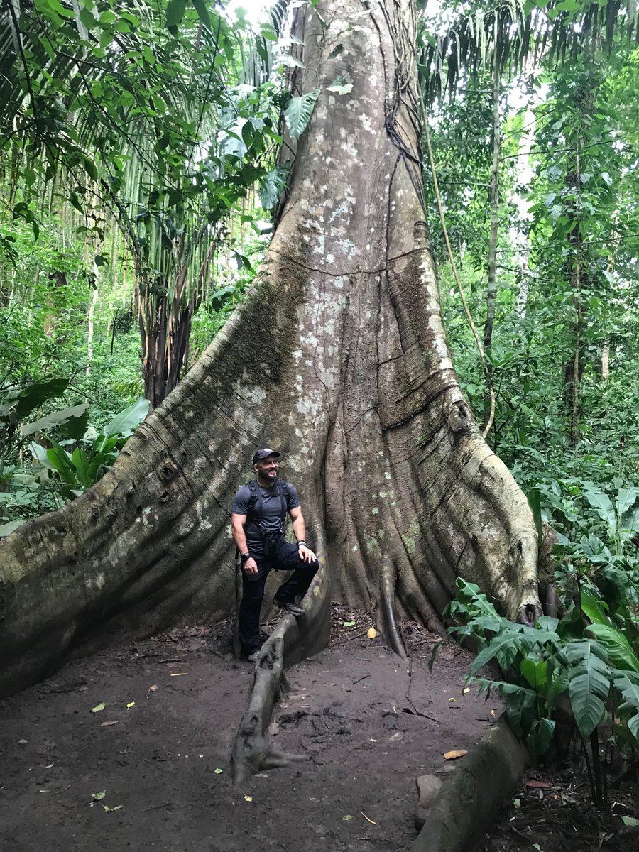 susanpagekeeley's tweet photo. Interesting seasonality question for students: Why can’t researchers  use tree rings to age these giant trees in the tropical rainforest? #NSTA #NSTA18 #NGSS #phenomenon https://t.co/V4ev9SDHce