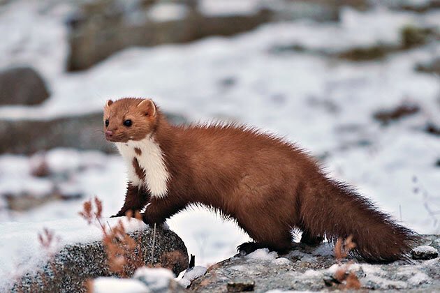Кавказская каменная куница. Каменная куница белодушка. Норка ласка и горностай. Горностай (mustela erminea). Хищное млекопитающее с длинным пушистым мехом.