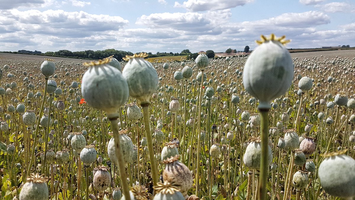 SteveTransform's tweet photo. Stumbled across this vast field of legal opium poppy near Winchester today, cultivated for the pharma industry, incl heroin (which UK is the world biggest legal manufacturer of)

Absurd we still have troops risking their lives eradicating identical opium poppies in Afghanistan https://t.co/egkbvGgvTM