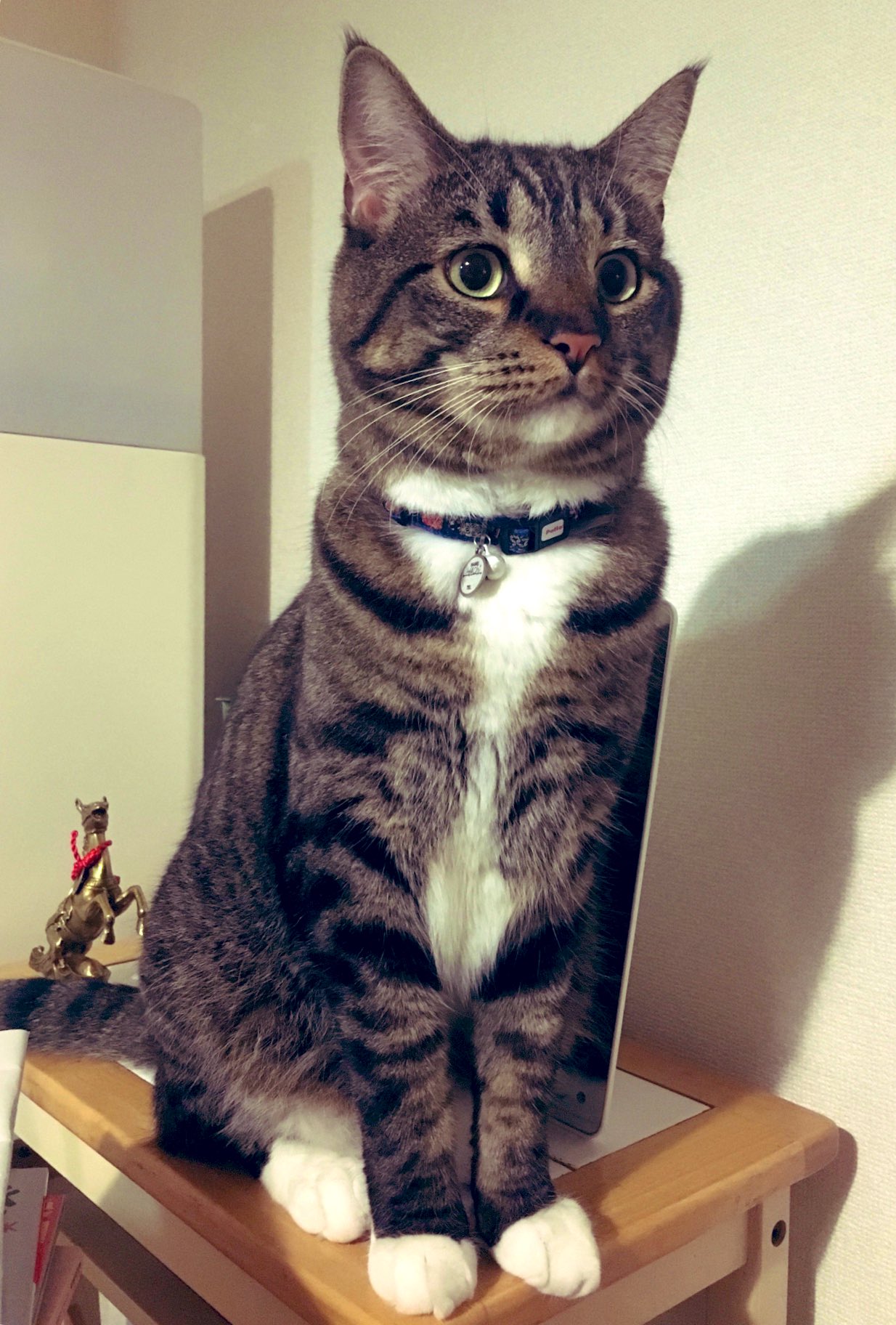 鈴木砂羽 後ろのお馬さんみたいにシュッとしてはりますなぁ 夜猫 ハチくん グッナイ T Co Wiaisalgjn Twitter