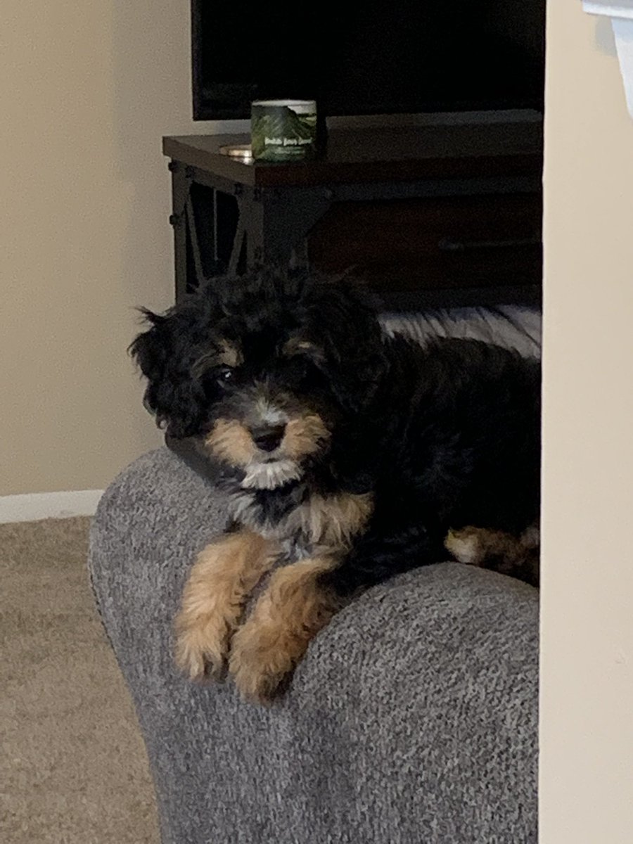 CSchettenhelm's tweet image. This is boyo Tucker