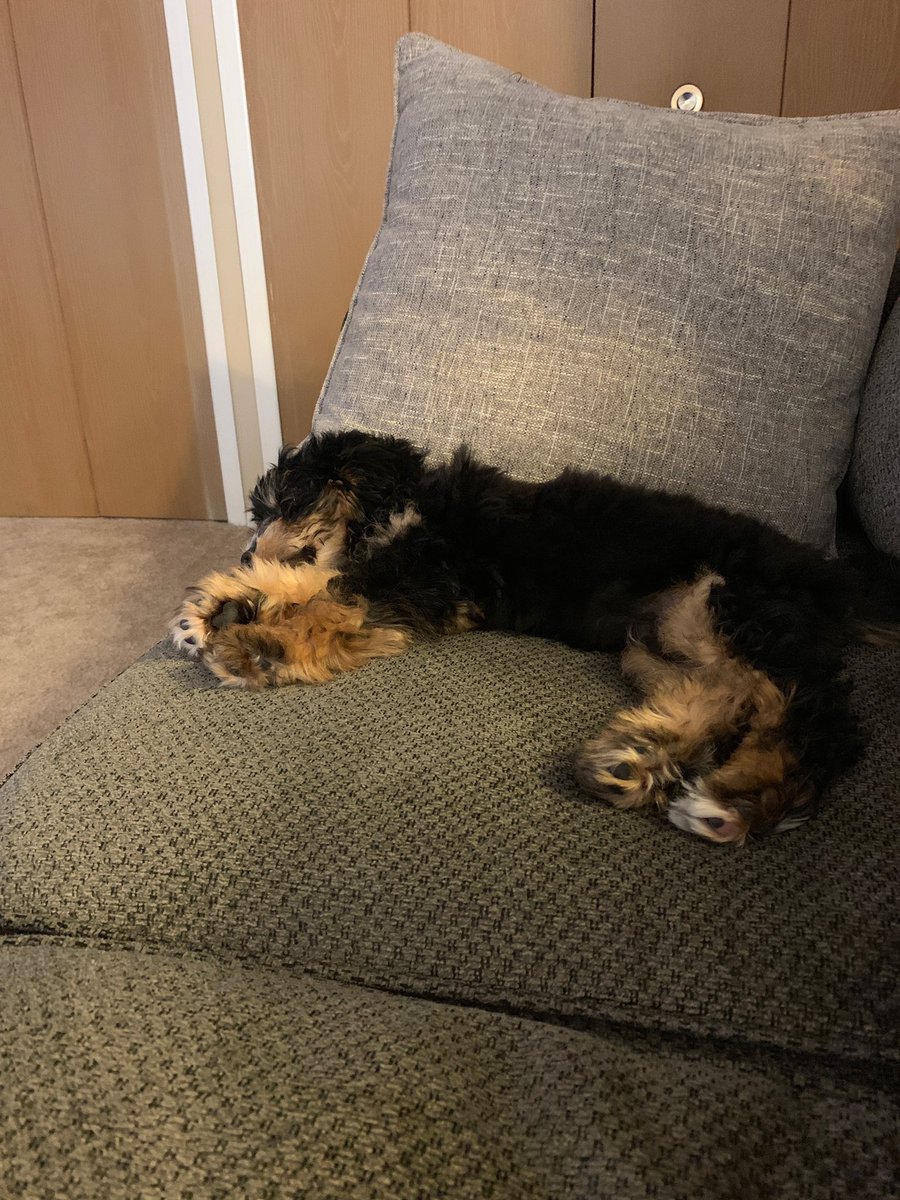 CSchettenhelm's tweet image. This is boyo Tucker