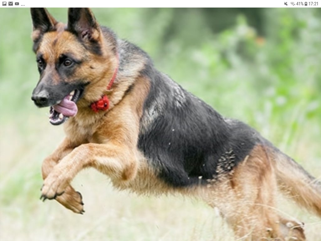 Немецкая овчарка лежа. Седая овчарка. 10 лет немецкой овчарки. Немецкая овчарка чепрачного окраса. Немецкая овчарка чепрачного окраса.