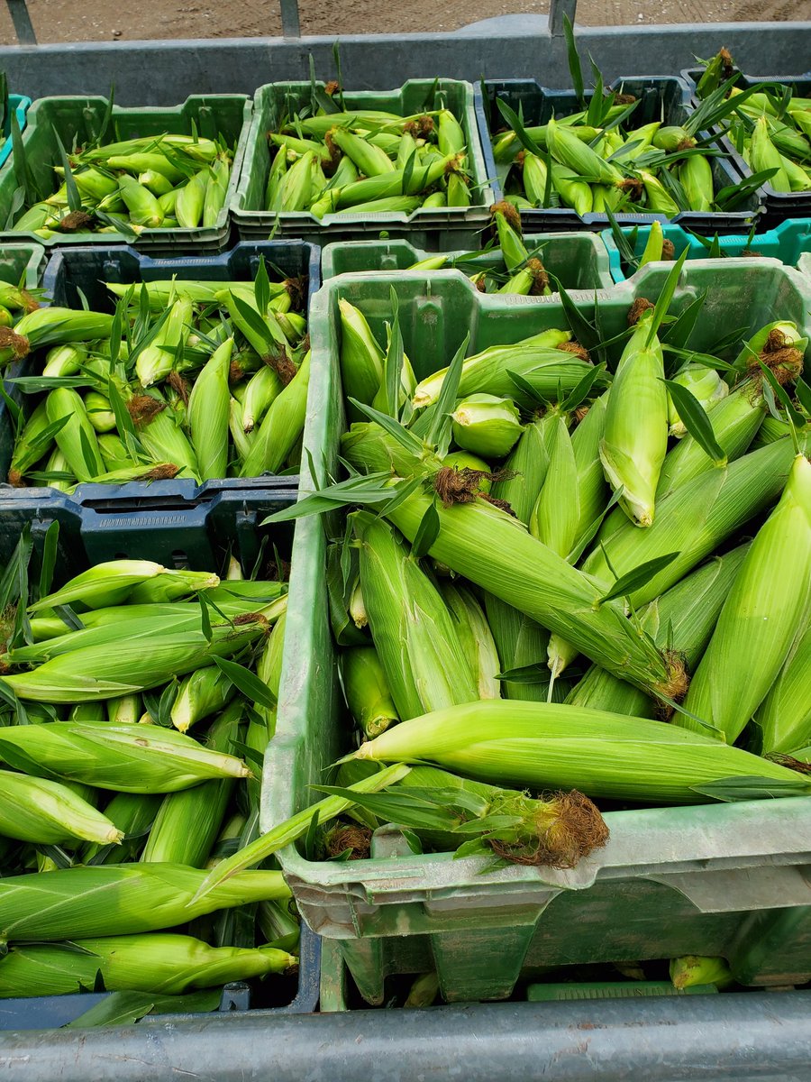 We are picking sweet corn but only enough to supply our store at McCully's Hill Farm, located at 4074 Perth Line 9 St Mary's. Stand might open tomorrow but more likely Tuesday we will open once supply is strong enough. McCully's store is open 10am till 5 pm today. We will update