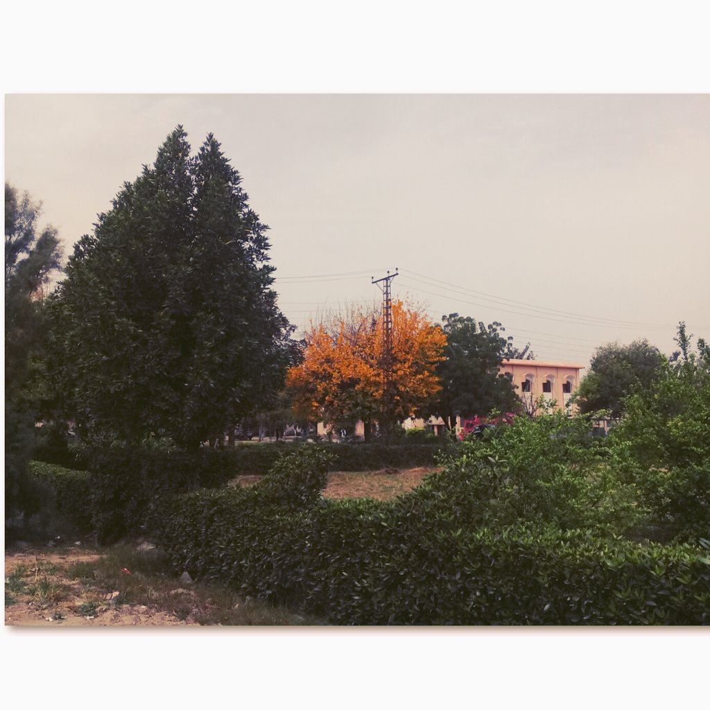 SummayaJaan's tweet photo. I love to capture and paint trees🌳♥

#MyShots📸 #Photographer #CreativeMess https://t.co/HR4l75MdWG