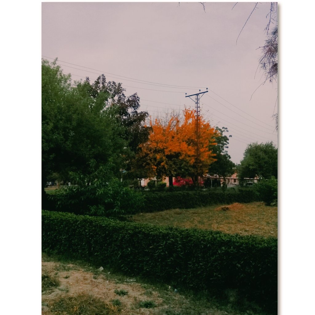 SummayaJaan's tweet photo. I love to capture and paint trees🌳♥

#MyShots📸 #Photographer #CreativeMess https://t.co/HR4l75MdWG