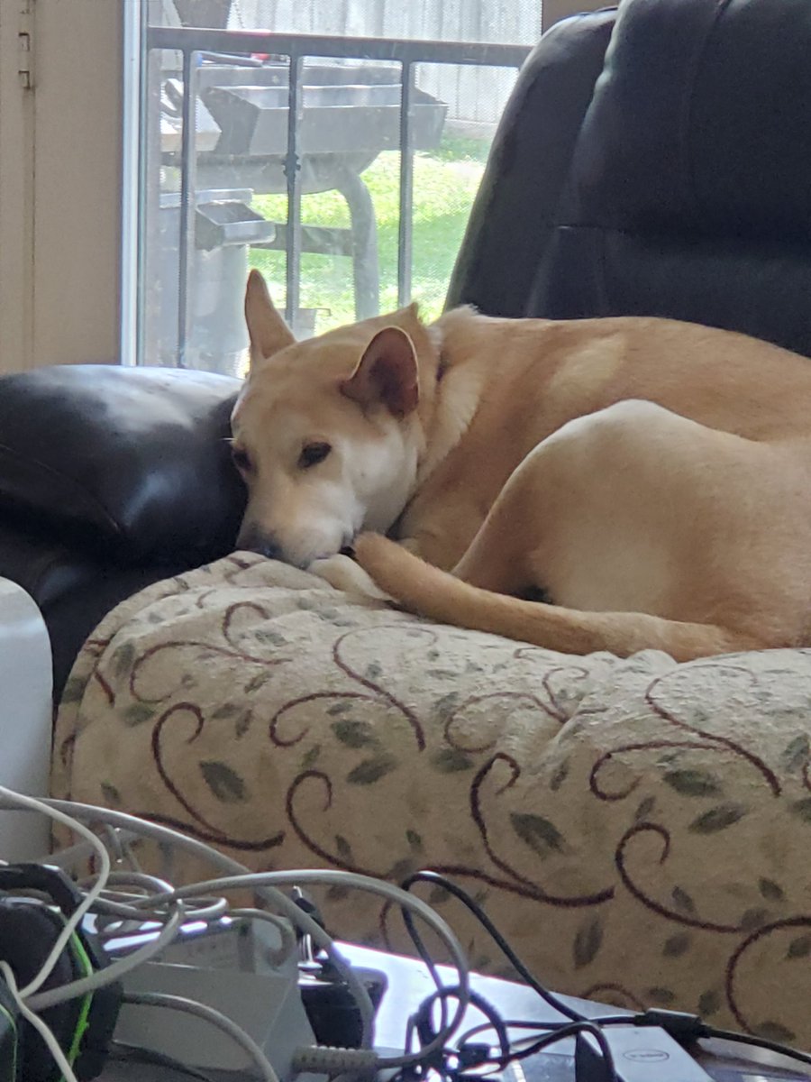 madnessofvoid's tweet photo. For anyone who needs it, here are some puppies https://t.co/6m67rcVPyi