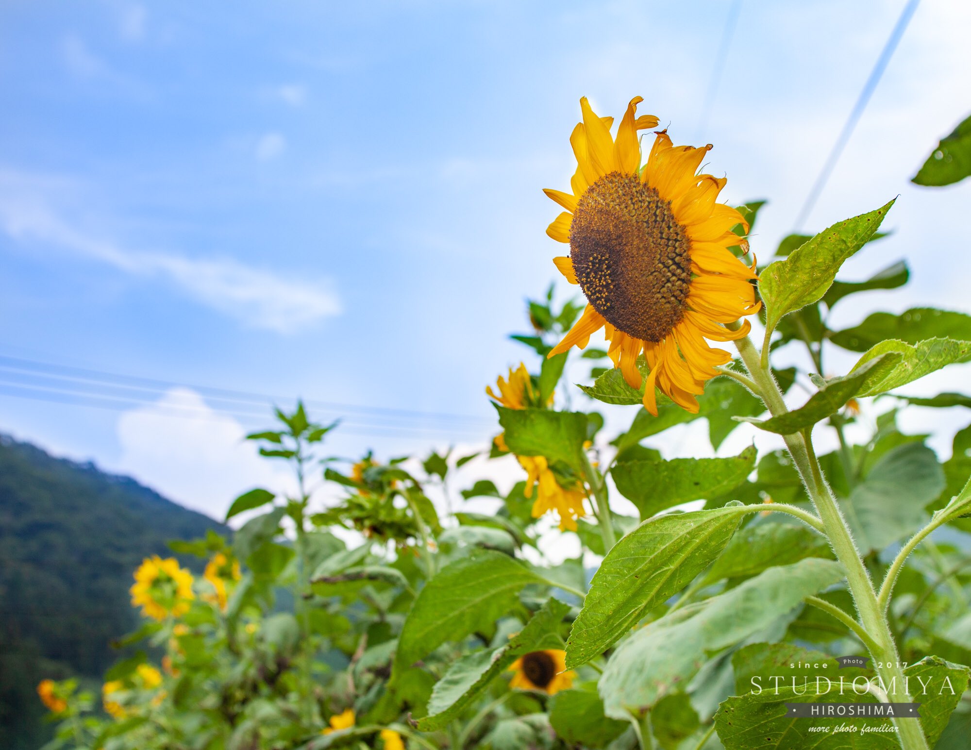 Miya Photoartists広島 君田のひまわりまつりのメイン会場では 今年の営業を終えたひまわり さん たちが多かったですが 君田をのんびり回ると 色々なエリアに元気なひまわりさんたち 広島 君田 ひまわり ひまわり畑 君田の ひまわり畑