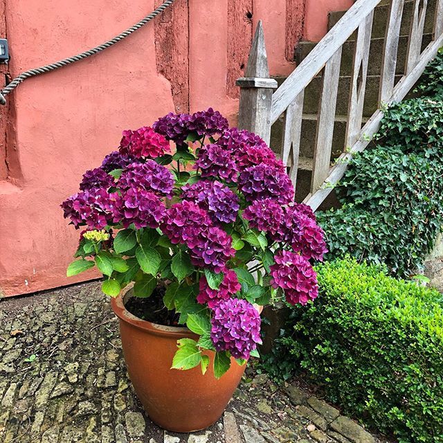 Love the colour of this hydrangea against the colour of Pauntley.  Did you know that Pauntley was painted this beautiful, earthy lime paint colour to subtly tone in with the landscape as the soil colour around us is the same reddish colour. 
#flowers #hy… ift.tt/2YmbeoX